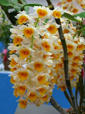 Bảo tồn thành công 30 giống lan quý